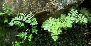 Image result for Cheilanthes perlanata