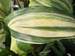 Image result for Aspidistra elatior