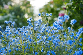 Image result for Cynoglossum hispidum