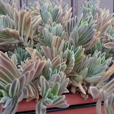 Image result for Aeollanthus