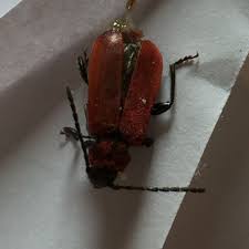 Unübersehbar funkeln kleine rote käfer im garten. Rote Kafer Auf Der Fensterbank Woher Kommen Sie Und Was Kann Man Dagegen Tun Haus Insekten