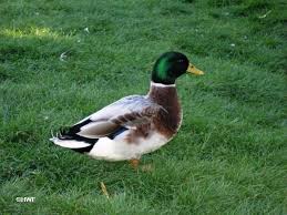 Black And Yellow Spotted Duckling Australianspotted Ducks Tortoise As Pets Pets Duck Breeds