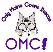 Daisy is a female maine coon mix cat for adoption to a very loving home in or near seattle, wa. Pets For Adoption At Only Maine Coons Rescue In Absecon Nj Petfinder