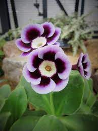 Pin On Purple
