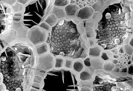 Check spelling or type a new query. The Secret Life Of Plant Crystals