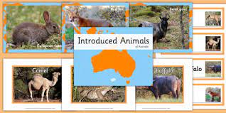 Eradication of australia's vertebrate pests: Introduced Animals In Australia Pack Teacher Made