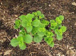 Image result for Boehmeria nivea