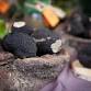 Bonvillars Truffle Market event image