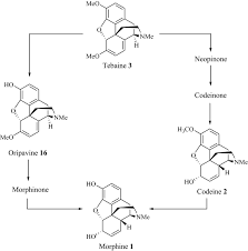 Your current browser isn't compatible with soundcloud. Chemistry And Synthesis Of Major Opium Alkaloids A Comprehensive Review Springerlink
