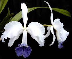 Blue Cattleya Primary Hybrid Lawre Mossiae Orchid Plant Orchid Plants Beautiful Orchids Cattleya