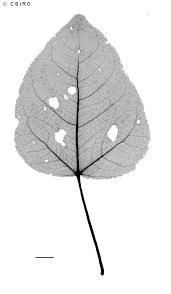 Image result for Azanza lampas