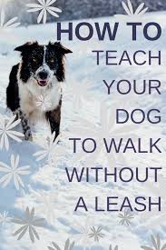 Yes, it's tempting to take your new puppy out and show her off to the neighborhood right away. How To Train Your Dog To Walk Without A Leash In 3 Easy Steps Pethelpful By Fellow Animal Lovers And Experts
