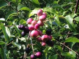 Image result for Clausena