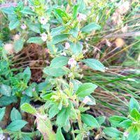 Image result for Clinopodium simense