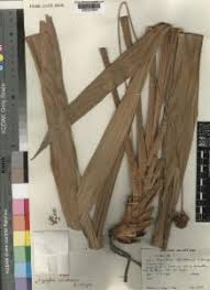 Image result for Hypolytrum