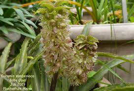 Image result for Eucomis zambesiaca