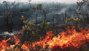 Desconto amazon brasil em celulares, smartphones e eletrônicos. Thick Smoke From Human Caused Fires In The Amazon Spreads Across South America Peoples Dispatch
