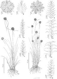 Image result for Hypolytrum goetghebeur