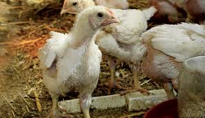 What is inbreeding?inbreeding is the process of mating genetically similar organisms. How To Raise Chickens Bred To Be Broilers Hobby Farms