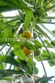 Image result for Carica papaya