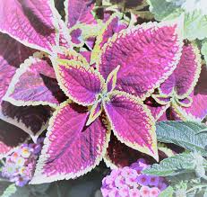 Image result for Coleus stachyoides