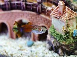 Wood aquarium decoration piece looking just like a regular old tree branch. Aquarium Accessories Decorative Aquarium Accessories To Beautify Your Fish Tank Most Searched Products Times Of India