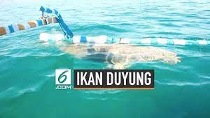 Kita bisa menemukan ikan di air tawar (danau atau sungai). Berita Ikan Duyung Hari Ini Kabar Terbaru Terkini Liputan6 Com
