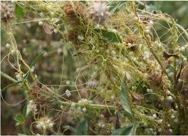 Image result for Cuscuta hyalina