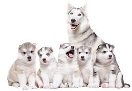 Animals compete with other individuals in the environment to maintain. Animal Reproduction For Your Dog Or Cat Madison Al