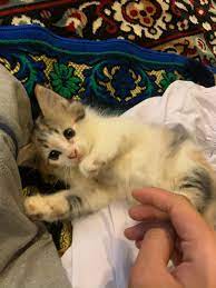 Pada tahun 2015, baka parsi diiktiraf sebagai kucing kedua paling popular di amerika syarikat. Anak Kucing Parsi Comel Everything Else Others On Carousell