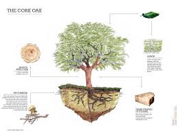 Check spelling or type a new query. Realcork Cork Oak
