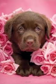 Share your dog and puppies picture with us !! 90 Valentine S Day Dogs Ideas Valentines Day Dog Dogs Valentines