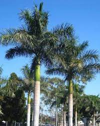 Types Of Palm Trees Royal Palm Tree Evergreen And Yellow Bloom In The Summer Al Jumaira Palm Tree Types Palm Trees Landscaping Florida Trees