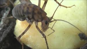 Their bodies are bent forward and appear to be humped at the back, which is why they are sometimes called camel crickets (they are also referred to as spider crickets). A Drumstick For Me Camel Crickets I Ceuthophilus I Spp Bug Of The Week