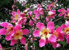 Silk Floss Tree Live Plant Ceiba Speciosa Chorisia In 2021 Ceiba Landscaping With Rocks Fast Growing Flowers
