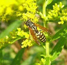 Pin By Eric Gyllenhaal On Insects On Goldenrod Goldenrod Flower Insects Goldenrod