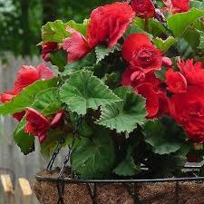Begonia Double Red Flower Seeds Begonia Tuberosa 50 Seeds Under The Sun Seeds 1 Flower Seeds Flower Pots Blooming Plants
