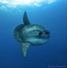 Select from 35919 printable crafts of cartoons, nature, animals, bible and many more. Top 5 Fun Facts About Mola Mola Ocean Sunfish Abyss Ocean World