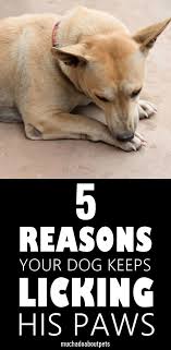 Pin On Dog Health