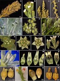 Image result for Thesium ussanguense