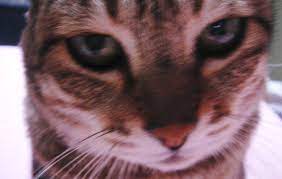 猫の好物: 虎猫の気まぐれシネマ日記