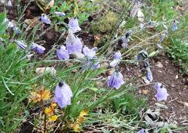 Image result for Pentarhopalopilia umbellulata