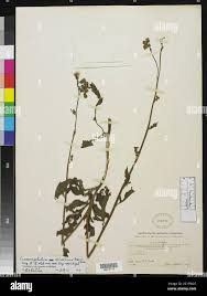 Image result for Crassocephalum picridifolium