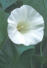 Image result for Convolvulus goyderi