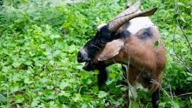 Beer & Wine with the Goats
