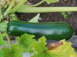 Zucchini Plant Care How To Grow Zucchini Squash Zucchini Plants Growing Zucchini Zucchini Squash