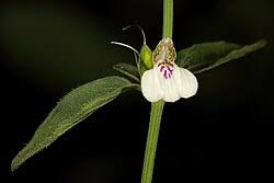 Image result for Justicia protracta