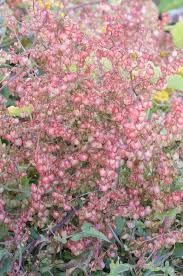 Image result for Rumex sagittatus
