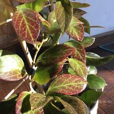 Pin On Plants