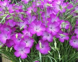 Image result for Agrostemma githago